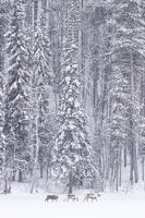 Winterwunderland