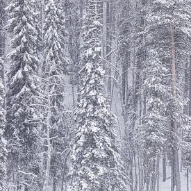 Winterwunderland von Monique van Genderen (in2pictures.nl fotografie)