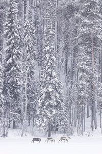 Winterwunderland