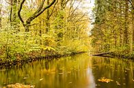 Reflectie in het Waterloopbos van Frans Blok thumbnail