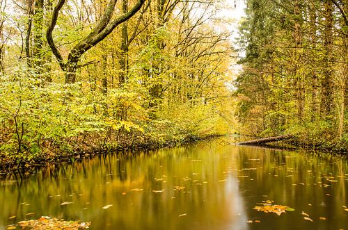 Reflection in the Hydraulic Forest