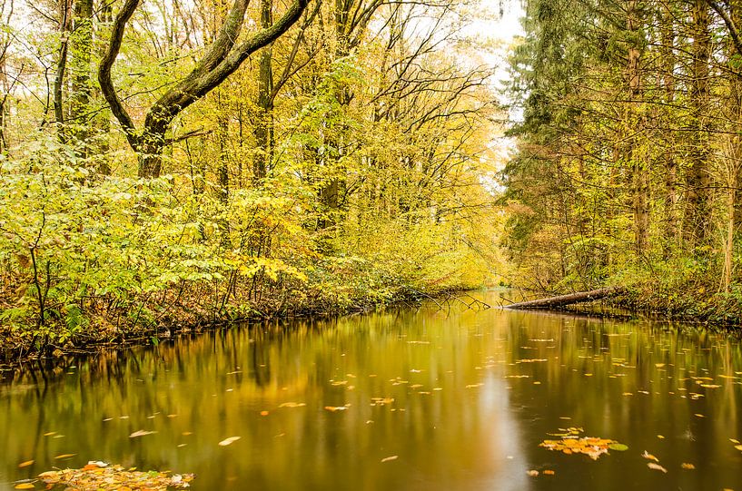 Reflectie in het Waterloopbos van Frans Blok