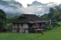 Beautiful rice fields Vietnam