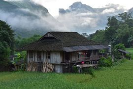 Beautiful rice fields Vietnam by Tim Reginald Velten