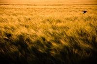 Golden Grain Fiels | Animal Photography | Yellow Bird Portrait Photography