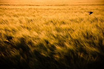 Gouden Graan Veld | Landschapsfotografie | Vogel op gele achtergond van Part of the vision