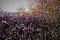 Purple autumn