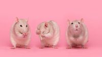 Three little rats by Elles Rijsdijk thumbnail