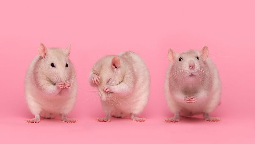 Three little rats by Elles Rijsdijk