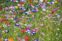 Blumenwiese mit Naturblumen