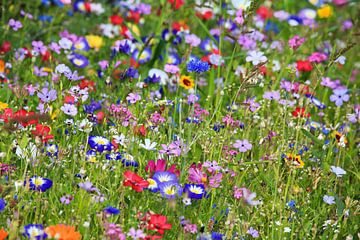 Bloemenweide met natuurlijke bloemen van fotoping