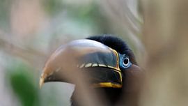 brown-eared whistling thrush by Detlef Schöler Fotografie