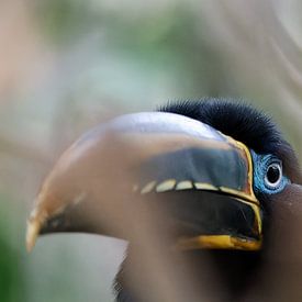 Arasari à oreilles brunes sur Detlef Schöler Fotografie