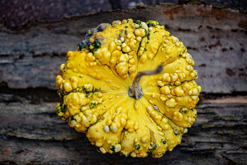 pockmarked yellow pumpkin on dark tree bark by Margriet Hulsker