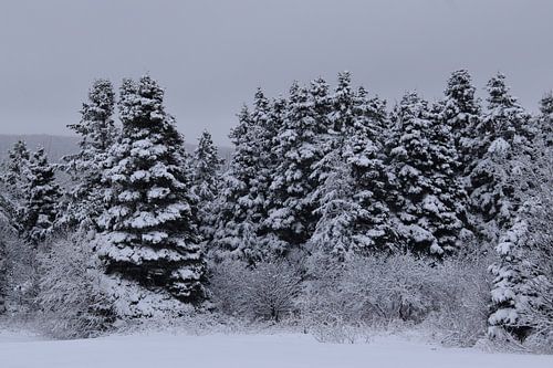 Een besneeuwd bos na de storm