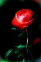 Fragrances are the feelings of the rose