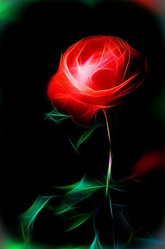 Les parfums sont les sensations de la rose