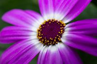 Lila Blume