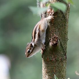 Das Tilburger Geheimnis: das sibirische Erdhörnchen von Karin van Es