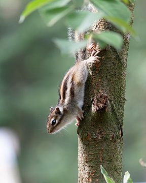 Das Tilburger Geheimnis: das sibirische Erdhörnchen von Karin van Es