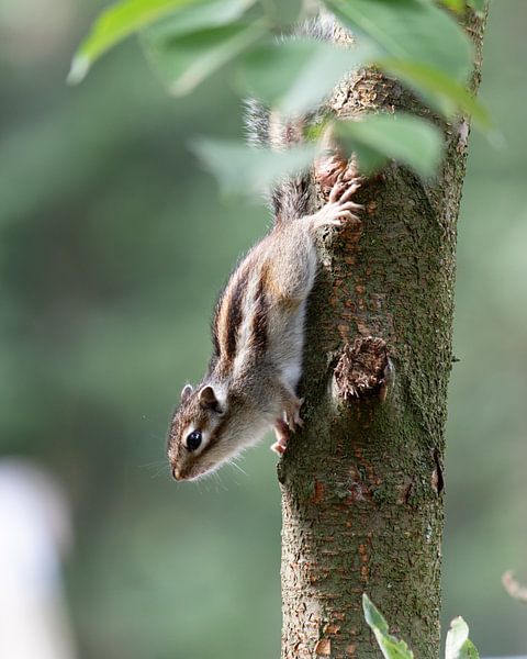 Das Tilburger Geheimnis: das sibirische Erdhörnchen von Karin van Es