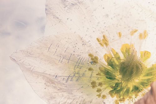 Pioen in ijs 3 van Marc Heiligenstein