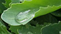 Raindrops long