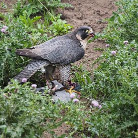 Faucon pèlerin sur Loek Lobel