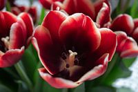Tulips.