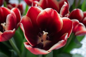 Tulpen. van Kathy Orbie