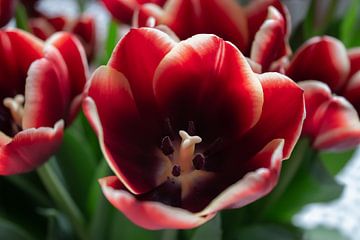 Tulips. by Kathy Orbie