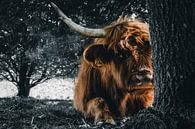 Portret Schotse Hooglander, Highland cow van Jeffrey Hensen thumbnail