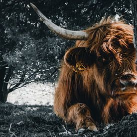 Portret Schotse Hooglander, Highland cow van Jeffrey Hensen