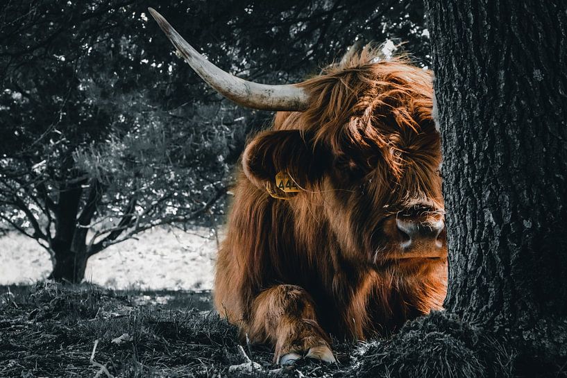 Portret Schotse Hooglander, Highland cow van Jeffrey Hensen