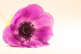 anemoon von Marian van den Boogaard