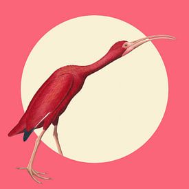 The Timid Scarlet Ibis by Marja van den Hurk