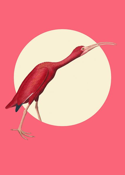 The Timid Scarlet Ibis von Marja van den Hurk