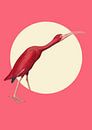 The Timid Scarlet Ibis von Marja van den Hurk Miniaturansicht