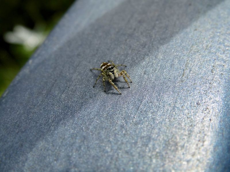 Springspinne von Tomas S.