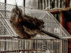 Nymphensittich auf Vogelkäfig