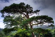 Tree overlooking Muckross Lake, Killarney National Park, Ireland van Colin van der Bel thumbnail