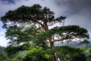 Tree overlooking Muckross Lake, Killarney National Park, Ireland van Colin van der Bel