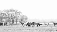 Exmoorpony`s  in de weide zwart-wit.