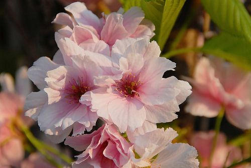 Wit met rose bloesem in de ochtendzon
