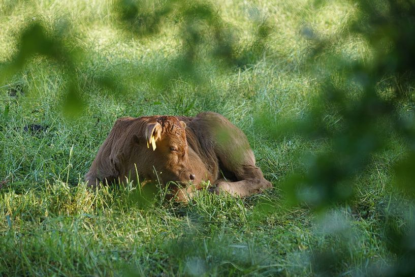 Enjoying the late sun by Herman Peters