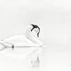 Elegance of the Swan | Black and White by Karina Brouwer