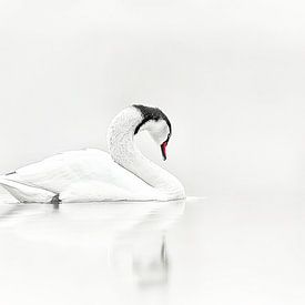 Die Eleganz des Schwans | Schwarz und Weiß von Karina Brouwer