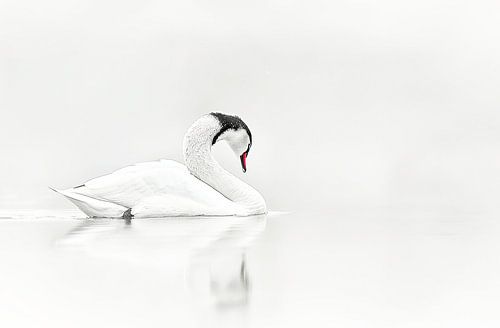 Elegance of the Swan | Black and White