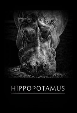 Hippopotamus van Leopold Brix