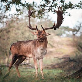 Damhert van dichtbij in een natuurlijke omgeving van Jolanda Aalbers
